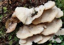 Nördlicher Porling, Foto 21