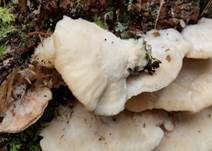 Nördlicher Porling, Foto 22