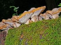 Nördlicher Porling, Foto 24