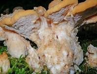 Nördlicher Porling, Foto 25
