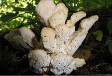 Nördlicher Porling, Foto 29