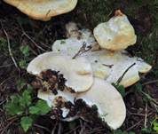 Nördlicher Porling, Foto 33