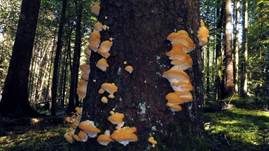 Nördlicher Porling, Foto 39