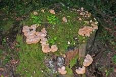 Nördlicher Porling, Foto 8
