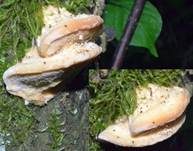 Nördlicher Porling, Foto 10