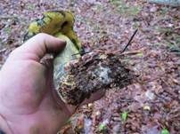 Ochsenröhrling, Foto 14