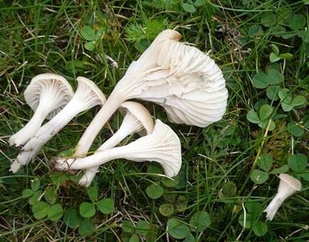Ockerblasser Jungfern-Ellerling, Foto 3