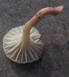 Ockerblasser Jungfern-Ellerling, Foto 12