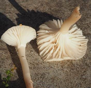 Ockerblasser Jungfern-Ellerling, Foto 4