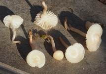 Ockerblasser Jungfern-Ellerling, Foto 6