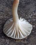 Ockerblasser Jungfern-Ellerling, Foto 7