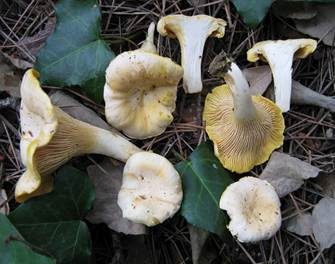Blasser Pfifferling, Foto 2