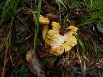 Blasser Pfifferling, Foto 13