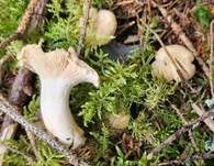 Blasser Pfifferling, Foto 25