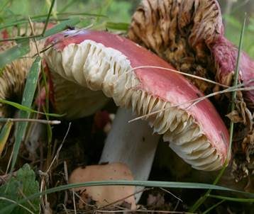 Ockerblättriger Zinnobertäubling, Foto 2