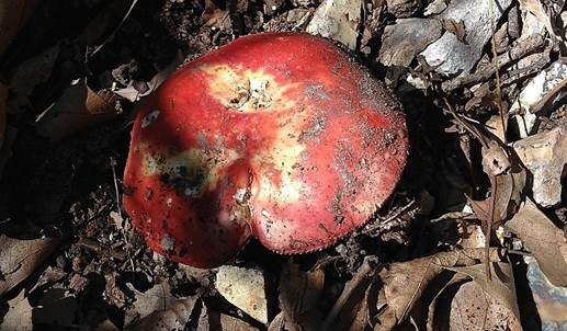 Ockerblättriger Zinnobertäubling, Foto 3