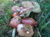 Ockerblättriger Zinnobertäubling, Foto 5
