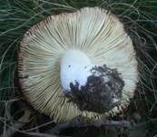 Ockerblättriger Zinnobertäubling, Foto 6