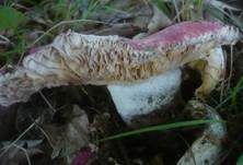 Ockerblättriger Zinnobertäubling, Foto 7