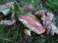 Ockerblättriger Zinnobertäubling, Foto 9
