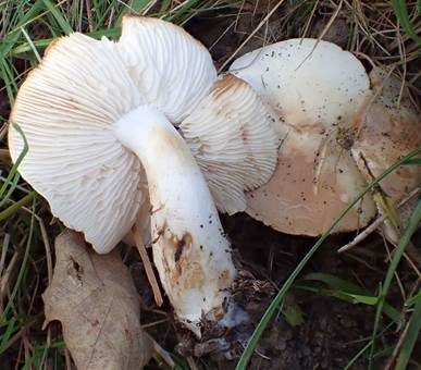 Ockerbrauner Prachtritterling, Foto 2