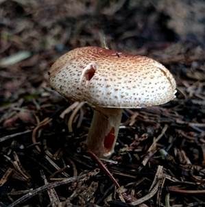 Ockerbrauner Schirmpilz, Foto 3