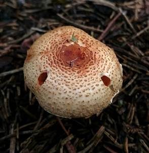 Ockerbrauner Schirmpilz, Foto 5