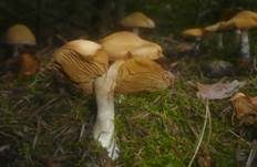 Ockerbrauner Dickfuß, Foto 5