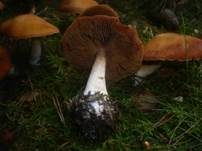 Ockerbrauner Dickfuß, Foto 8