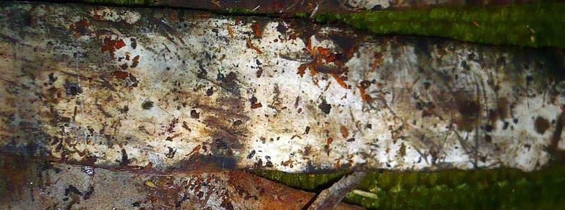 Ockerfarbene Hydrabasidie, Foto 2