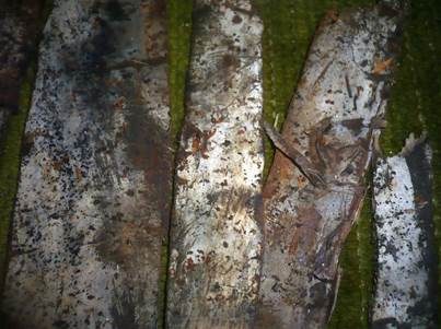 Ockerfarbene Hydrabasidie, Foto 3