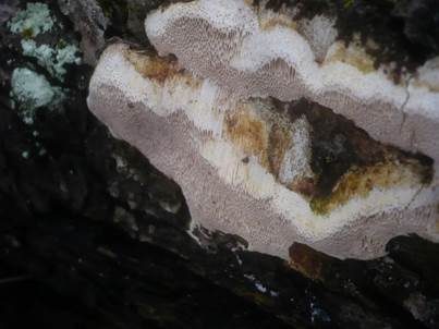 Ockerfarbener Dauerporling, Foto 2