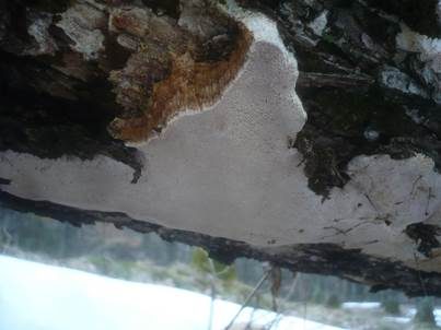 Ockerfarbener Dauerporling, Foto 3