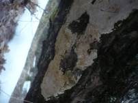 Ockerfarbener Dauerporling, Foto 12