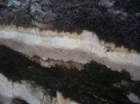 Ockerfarbener Dauerporling, Foto 14