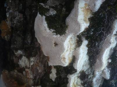 Ockerfarbener Dauerporling, Foto 5