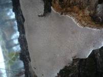 Ockerfarbener Dauerporling, Foto 8