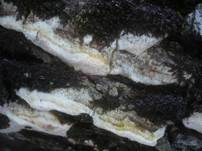 Ockerfarbener Dauerporling, Foto 9