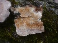 Ockerfarbener Dauerporling, Foto 11