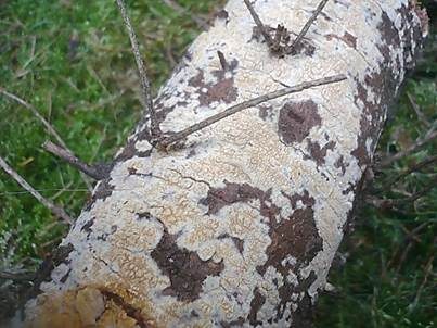 Ockerfarbener Saftzystidling, Foto 2