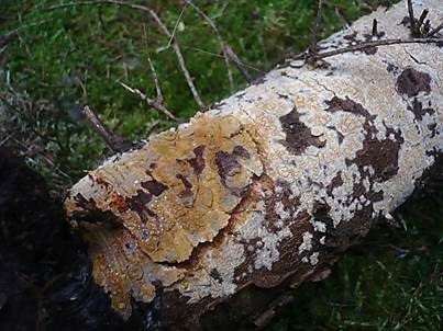 Ockerfarbener Saftzystidling, Foto 3