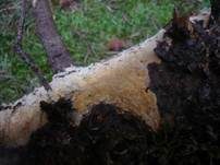 Ockerfarbener Saftzystidling, Foto 5