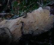 Ockerfarbener Saftzystidling, Foto 8