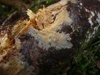 Ockerfarbener Saftzystidling, Foto 10
