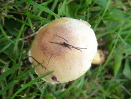 Ockerfarbener Zwergchampignon, Foto 3