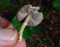 Ockerfarbener Zwergchampignon, Foto 4
