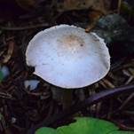 Ockerfarbener Zwergchampignon, Foto 5
