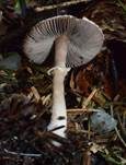 Ockerfarbener Zwergchampignon, Foto 8