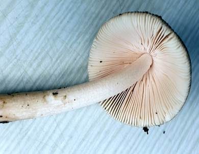 Ockerfleckiger Scheidenstreifling, Foto 2