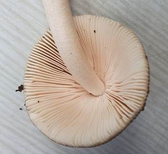 Ockerfleckiger Scheidenstreifling, Foto 5